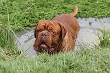 DOGUE DE BORDEAUX 085